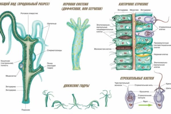 Как вывести деньги с kraken